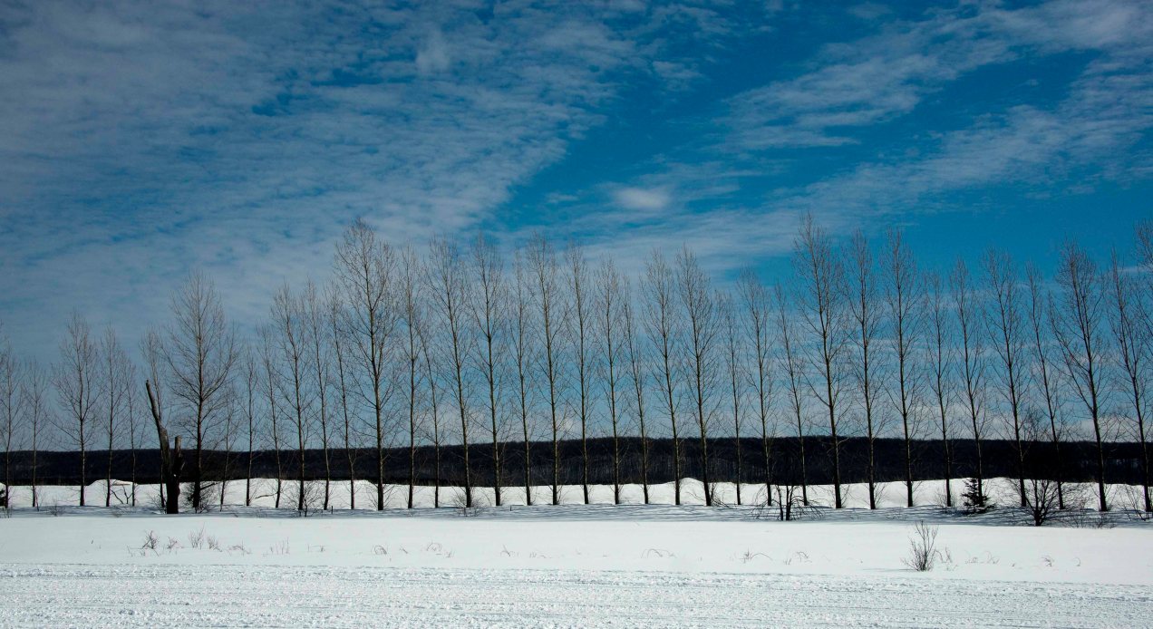 Tree Lines in Winter